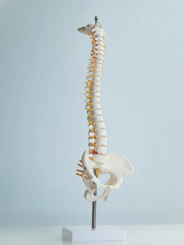 Spinal Adjustment in New Castle IN - Abundant Life Clinic of Chiropractic